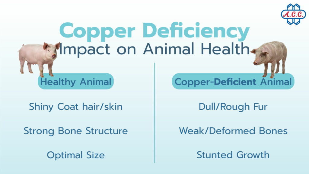 Copper deficiency affects animals