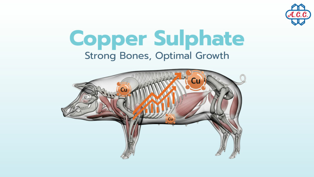 Copper sulfate creates a strong structure for complete growth