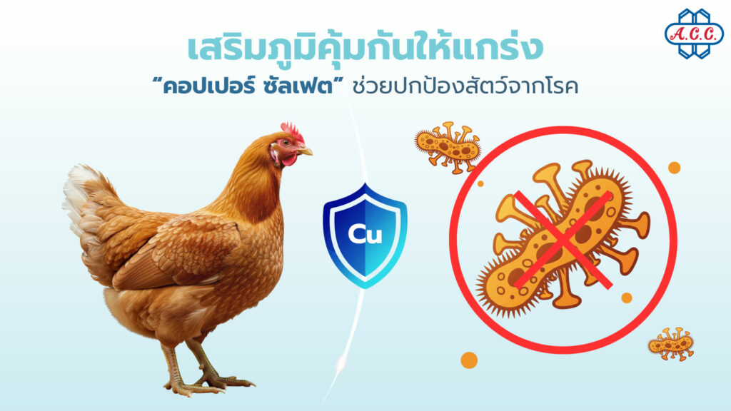 Copper sulfate helps protect animals from disease