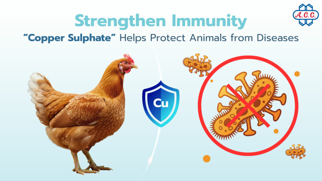 Copper sulfate helps protect animals from disease