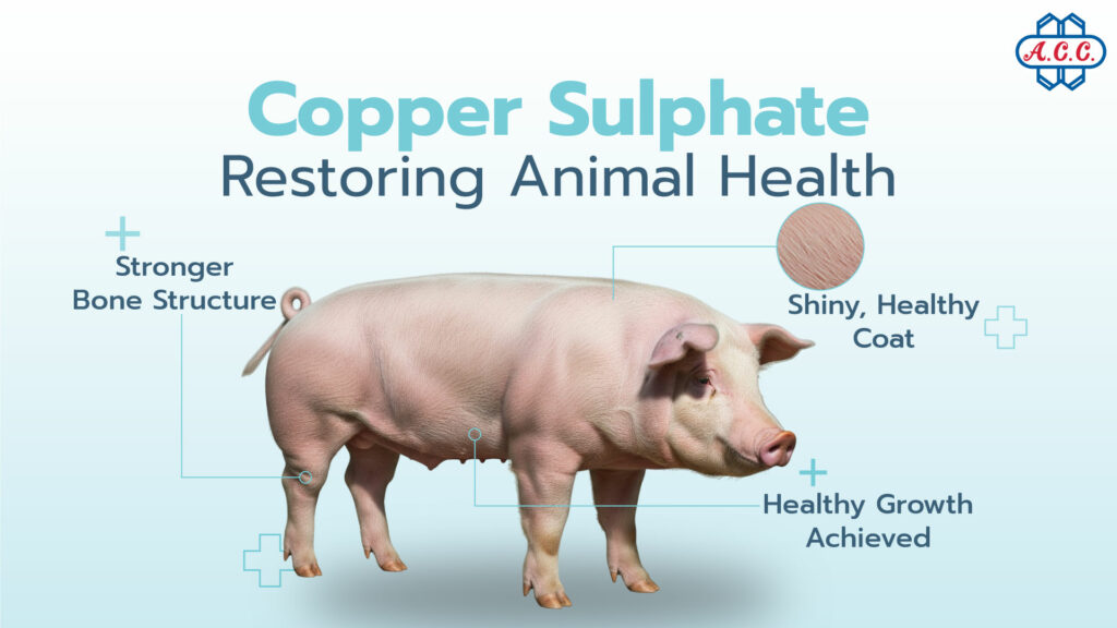 Copper sulphate restores good health to animals