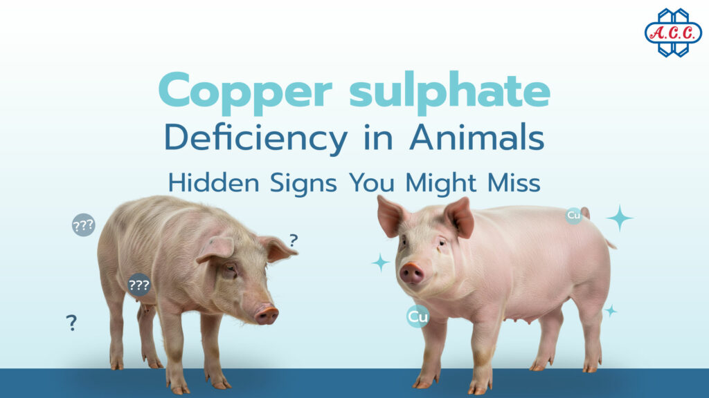 Copper sulphate solves copper deficiency in animals
