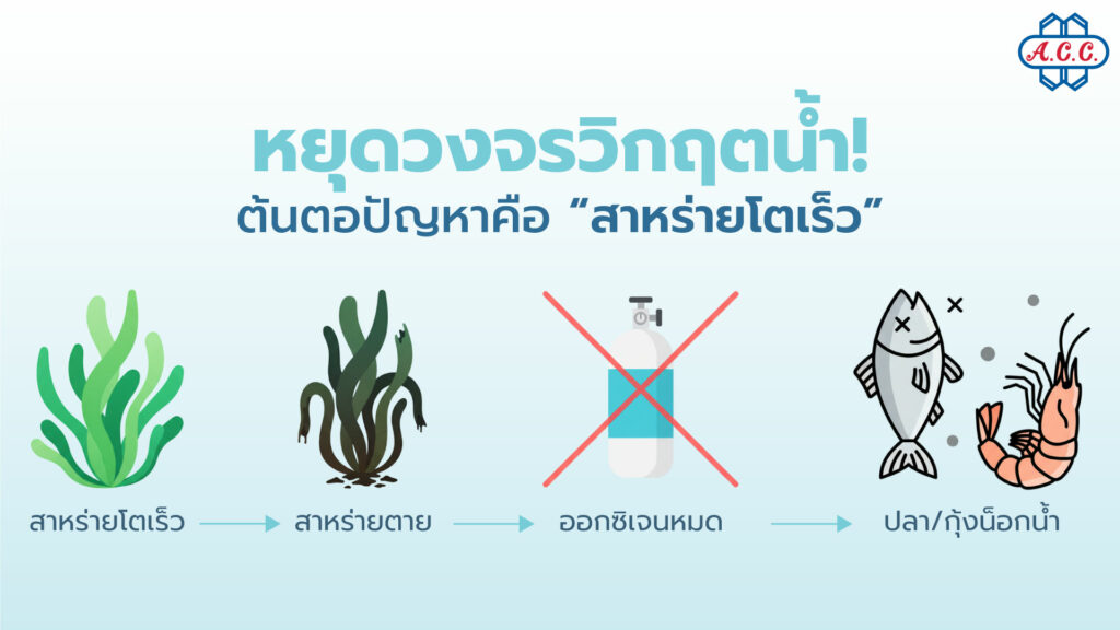 Stop the Water Crisis Cycle Algae Bloom is the Root Cause