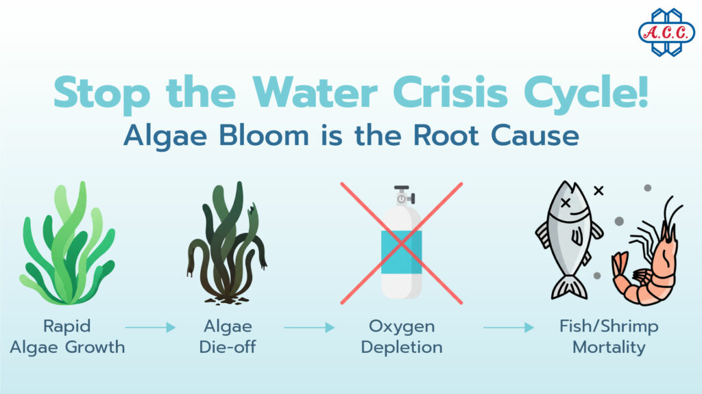Stop the Water Crisis Cycle Algae Bloom is the Root Cause