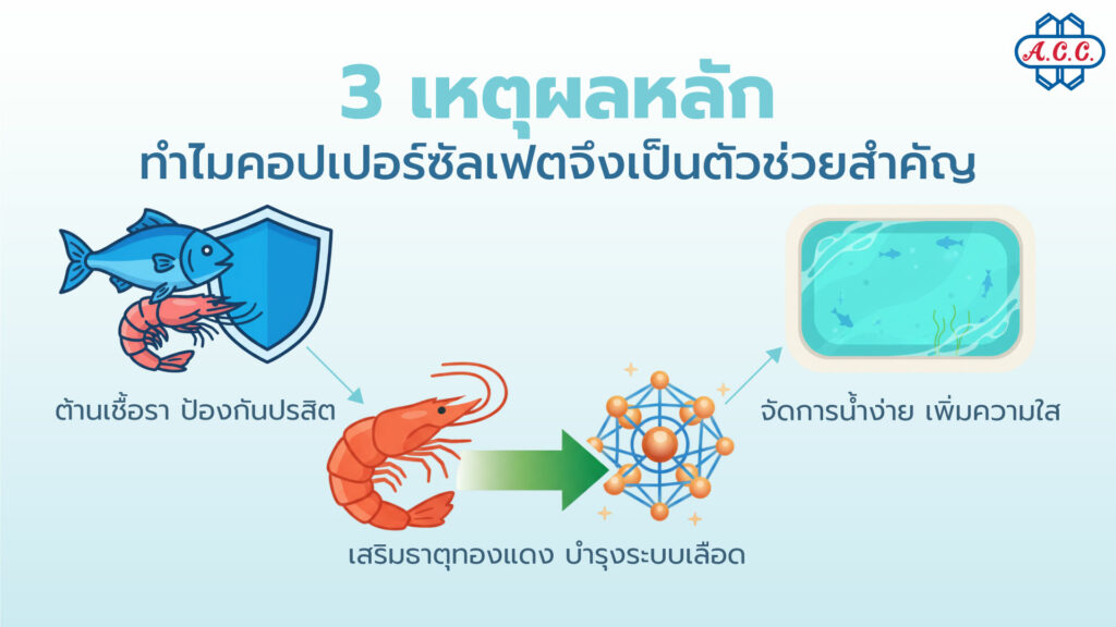 3 Key Reasons Why Copper Sulphate is an Essential Helper